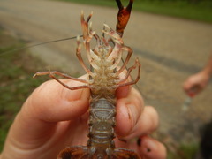 Procambarus natchitochae