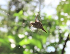 Micrathena bimucronata