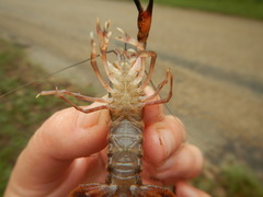 Procambarus natchitochae