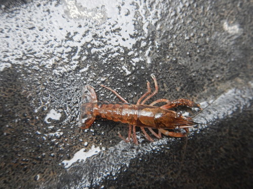 Red River Crayfish