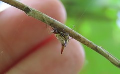 Micrathena bimucronata