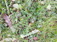 Trifolium dubium