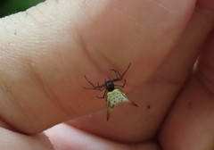 Micrathena bimucronata