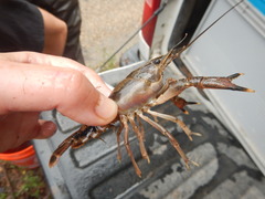 Procambarus natchitochae