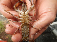 Procambarus natchitochae