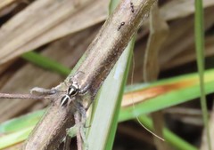 Leptofreya bifurcata