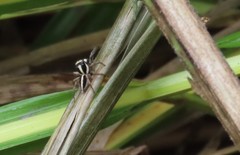 Leptofreya bifurcata