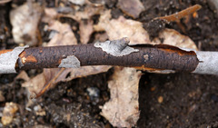 Diatrype decorticata