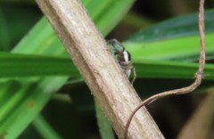 Leptofreya bifurcata