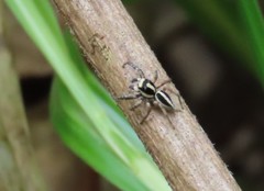 Leptofreya bifurcata