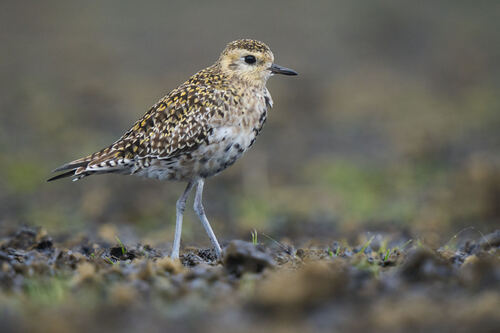 Pluvialis fulva observed 2026-03-11