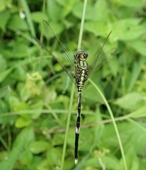 Orthetrum sabina