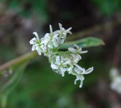 Silene polaris