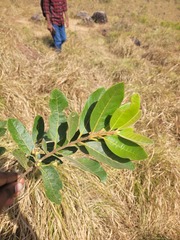 Psidium guineense, photograph (c) Pranav Chandra Bose, some rights reserved (CC BY)