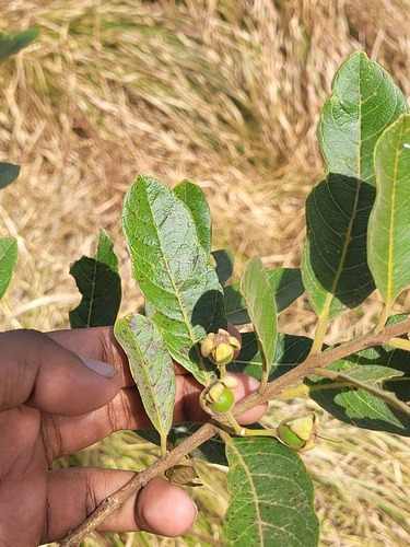 Psidium guineense, photograph 6