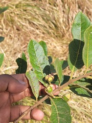 Psidium guineense, photograph (c) Pranav Chandra Bose, some rights reserved (CC BY)