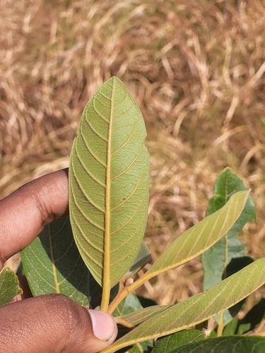 Psidium guineense, photograph 4