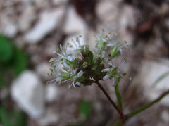 Silene polaris
