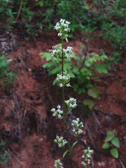 Silene polaris