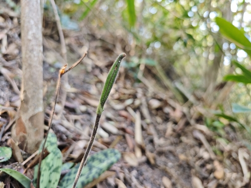 Paphiopedilum purpuratum, 2026-03-25