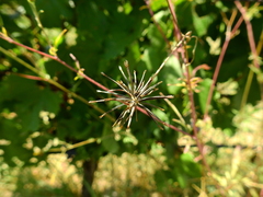 Bidens subalternans