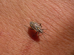 Horistus orientalis