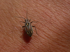 Horistus orientalis