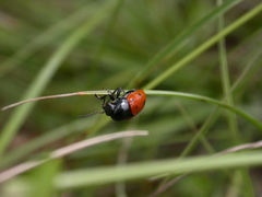 Cryptocephalus primarius