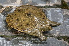 Chinese Softshell Turtle photo 2
