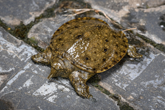 Chinese Softshell Turtle photo 3