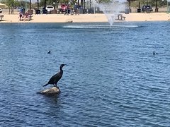 Nannopterum brasilianum