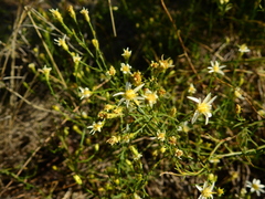 Gutierrezia gilliesii