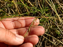 Gutierrezia gilliesii