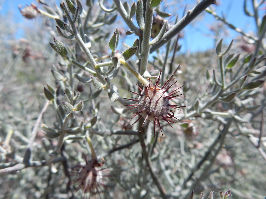 Rhatany White Rhatany from northeast of Phoenix, Maricopa County, Arizona ...