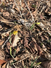 Narcissus cuneiflorus