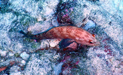 Cephalopholis