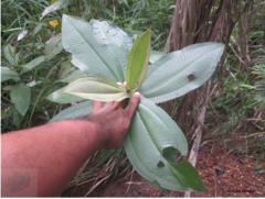 Miconia impetiolaris