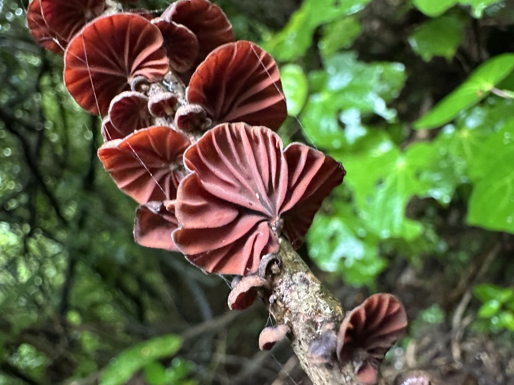 Anthracophyllum archeri · March 2026 · photo: © marmalade101 (iNaturalist, cc0)