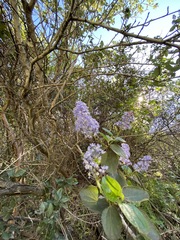 Ceanothus tomentosus olivaceus