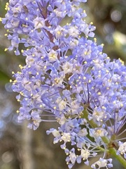 Ceanothus tomentosus olivaceus
