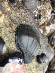 Chiton magnificus
