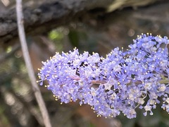 Ceanothus tomentosus olivaceus
