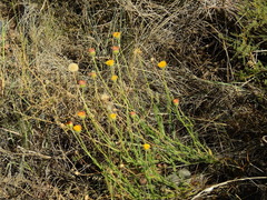 Hysterionica jasionoides