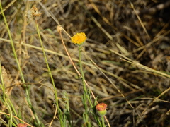Hysterionica jasionoides