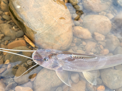 Platkop-antennemeerval (Megalonema platycephalum) — Pimelodidae — 3