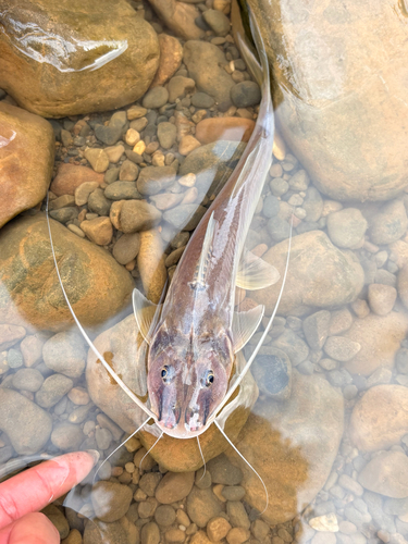 Platkop-antennemeerval (Megalonema platycephalum) — Pimelodidae — 4