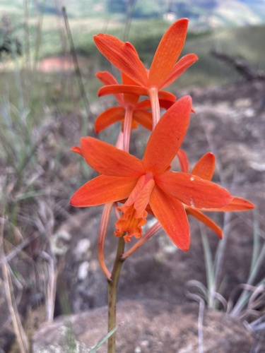 Cattleya milleri