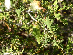 Philibertia gilliesii