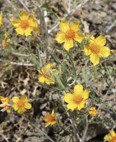 Lindley's blazingstar (Mentzelia lindleyi)