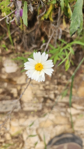 Sierra Tidytips (Layia pentachaeta)
